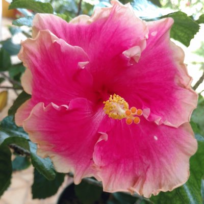 Hibiscus19 jigsaw puzzle