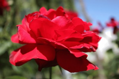 פאזל של Rosa roja