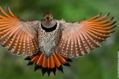 Northern Red Flicker jigsaw puzzle