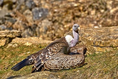 Adler