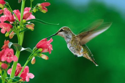 פאזל של colibri