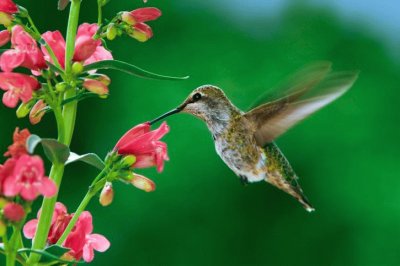 colibri