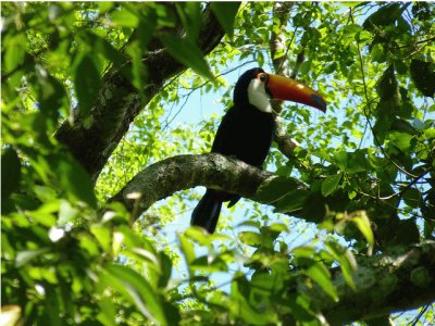 una linda ave de nuestro mundo el tucan