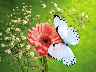 פאזל של mariposa en una flor