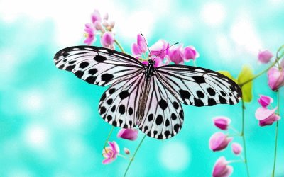mariposa transparente