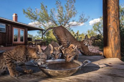 lince jigsaw puzzle