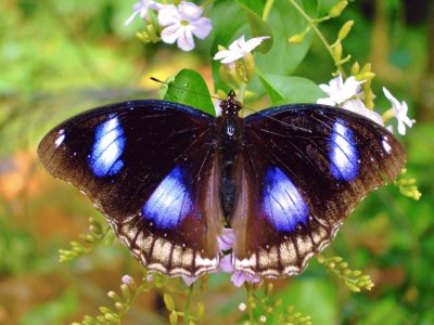 Hypolimnas bolina
