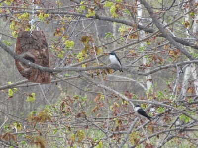 פאזל של Field swallows back for another year!