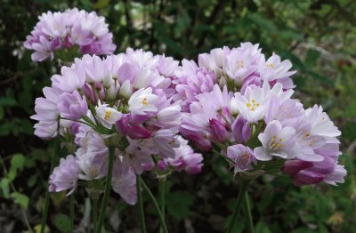 allium roseum jigsaw puzzle