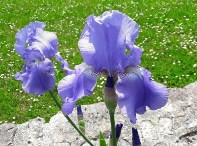 iris des jardins - Edon jigsaw puzzle