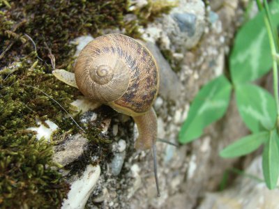 escargot jigsaw puzzle