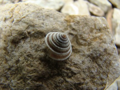 escargot