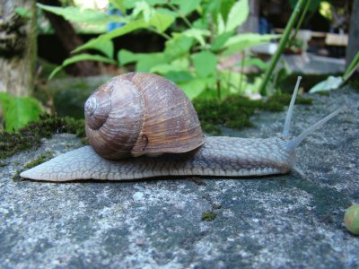 escargot jigsaw puzzle