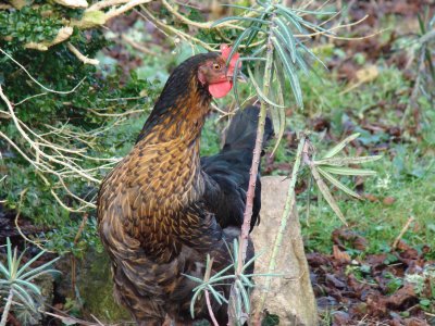 poule
