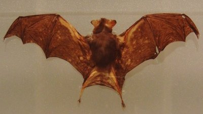 Pipistrello calabrone