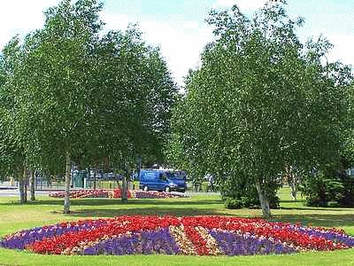 White Lion Square Flowers