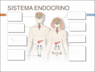 פאזל של Sistema endocrino