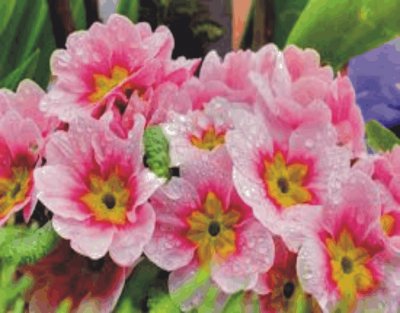 flowers jigsaw puzzle