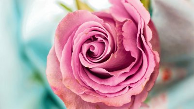 Pink Rose jigsaw puzzle