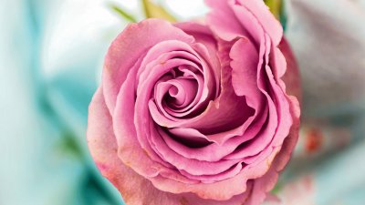 Pink Rose