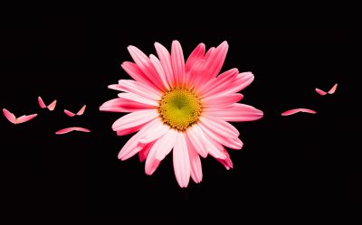 פאזל של Pink daisy