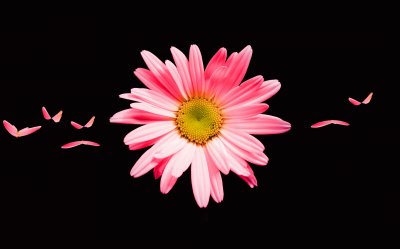 Pink daisy