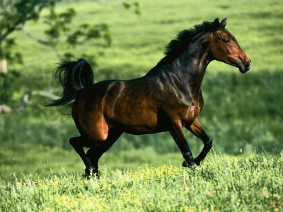 caballo10 jigsaw puzzle