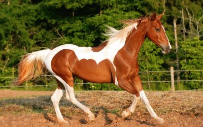 caballo11