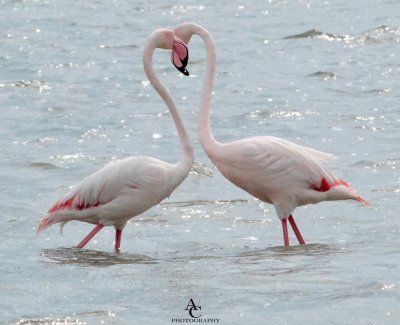 fenicotteri Cagliari