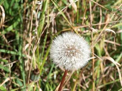 Dandelion jigsaw puzzle