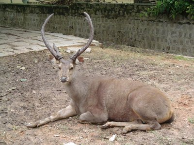 Sambar indiano