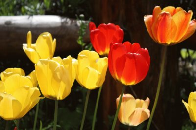 Tulipanes jigsaw puzzle