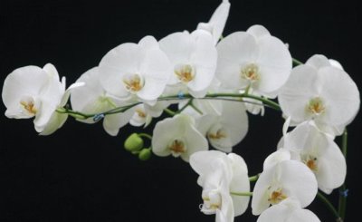 Orquidea jigsaw puzzle