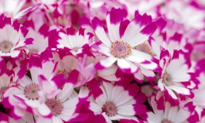 Magenta Cineraria jigsaw puzzle