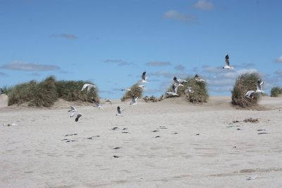 medanos y pÃ¡jaros jigsaw puzzle