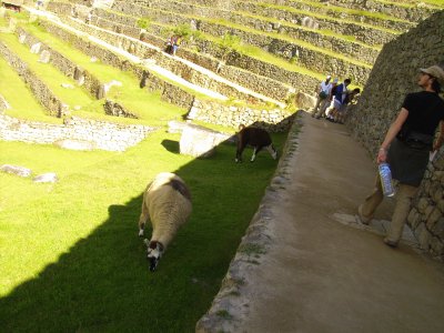 Llamas en Machu Picchu.