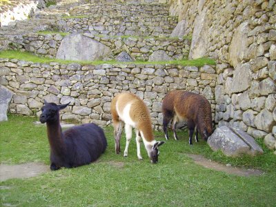 Habitantes de Machu Picchu. jigsaw puzzle