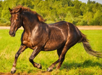 פאזל של cavalo