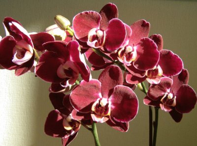 orchidÃ©e