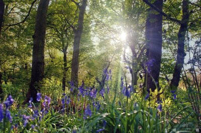 Bluebell wood