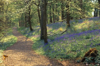 Bluebell woods