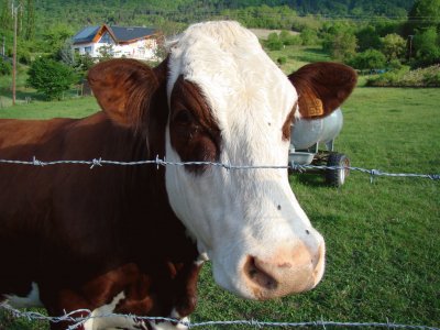 Vache