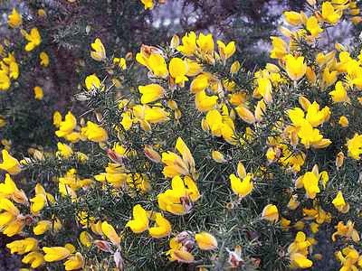 Gorse jigsaw puzzle