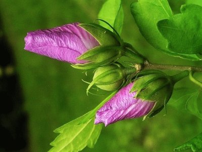 flores