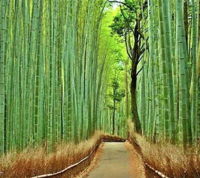 פאזל של Bamboo Forest