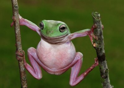 cheeky fellow