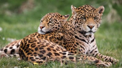 פאזל של jaguars