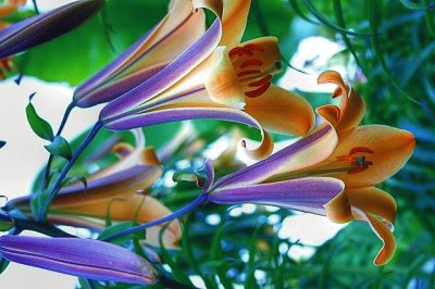 flores