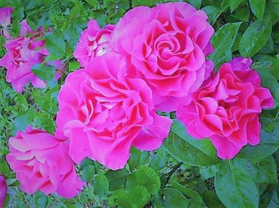 flores