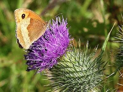 פאזל של Butterfly on Thistle